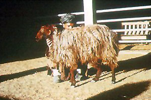 A brown Hazaragie sheep with long, thick wool.