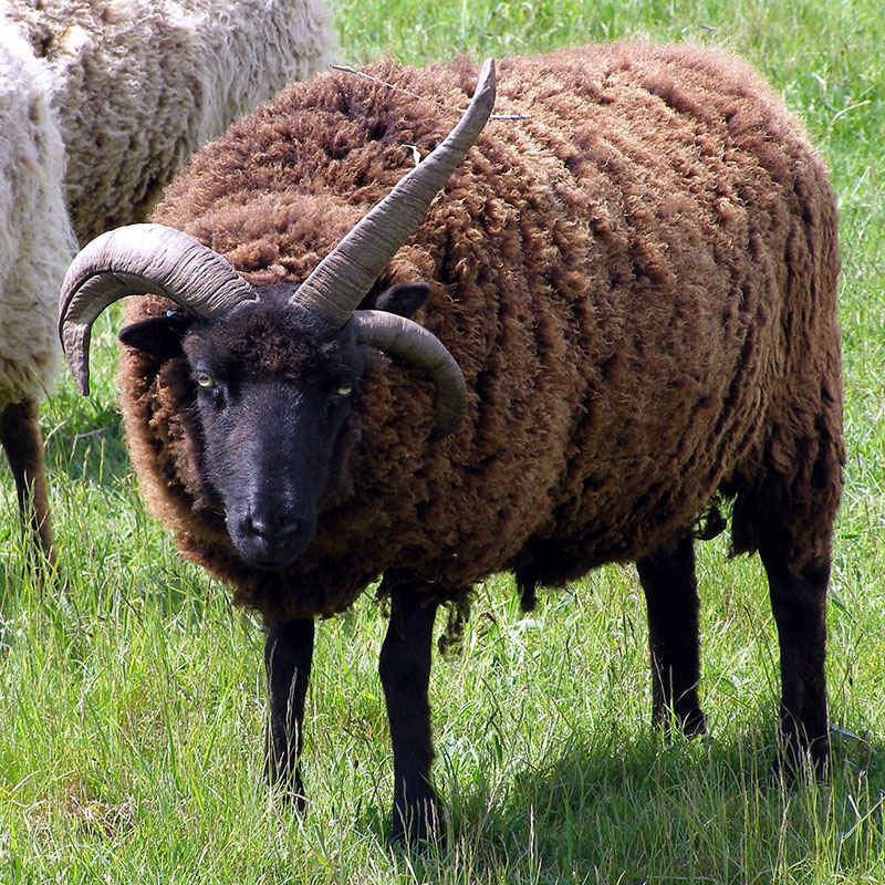 A stout, dark-brown Hebridean sheep with long horns in a pasture.