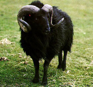 A black Hebridean sheep with long curled horns.
