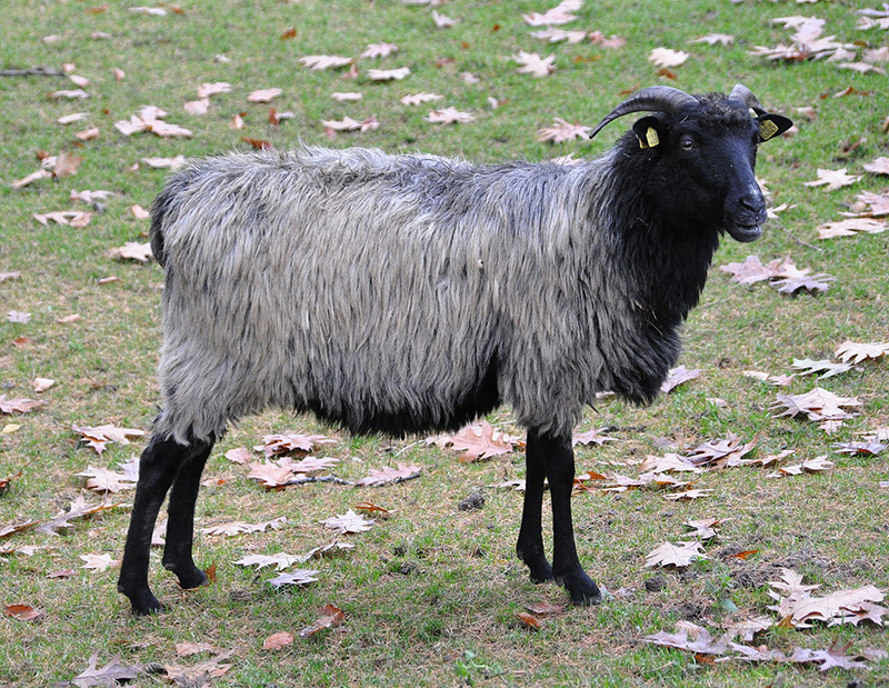 A shaggy, black and gray Weisse Hornlose Heidschnucke sheep.