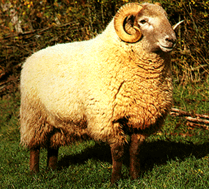 A large white Hill Radnor sheep with small horns.