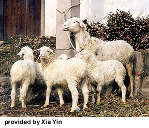 A Hu sheep and with several small Hu lambs.