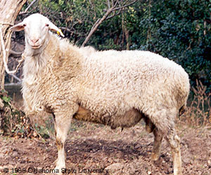 A wooly white Hu sheep.