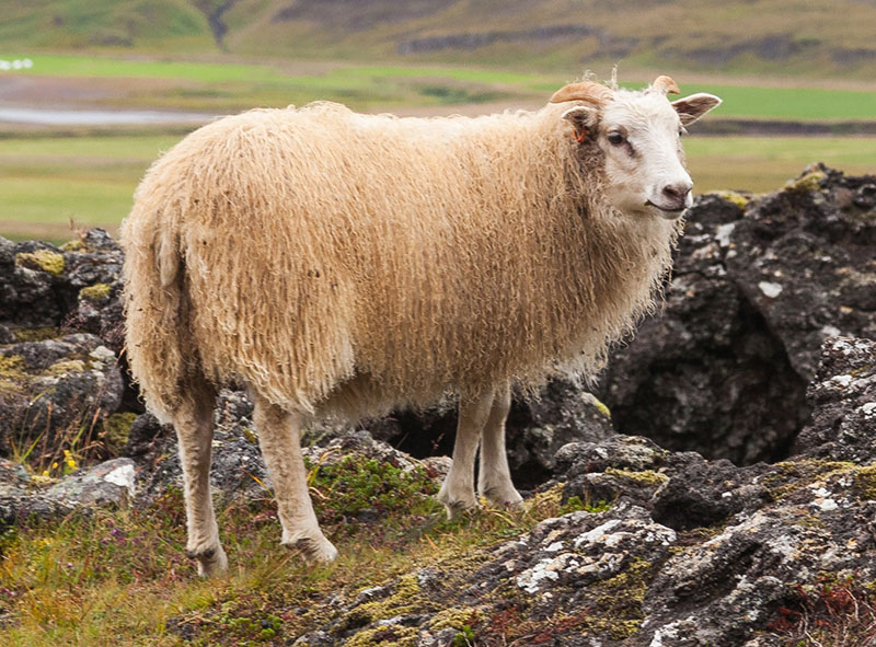 A white shaggy Icelandic sheep standing on the rocks.