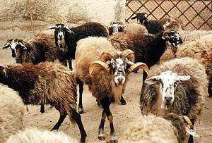 A herd of multicolored shaggy Istrian Milk sheep.