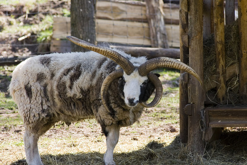 A brown and white Jacob sheep with four long horns.