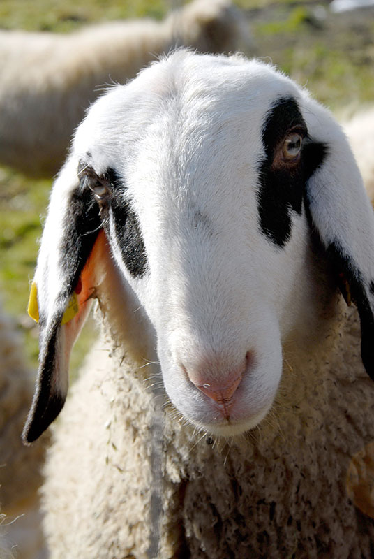 An up-close photo of a Jezersko Solcava sheep with a white and black face.