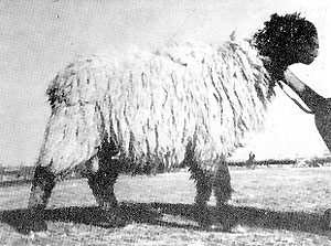 A shaggy Kachhi ram with a white body and black head.