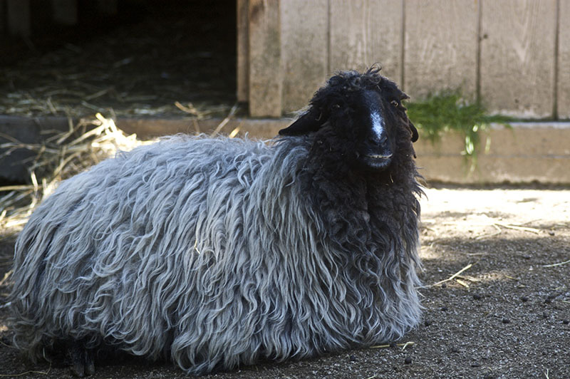 A shaggy black and gray Karakul sheep laying down.