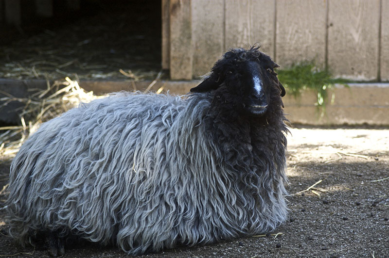 black sheep animal