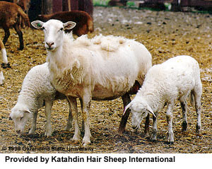 A Katahdin sheep with two lambs.