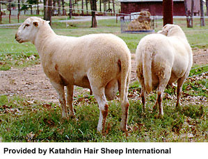 Two white, long-tailed Katahdin sheep standing in the grass.