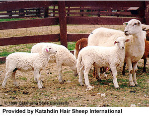 A group of Katahdin sheep and lambs in a pen.