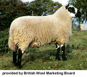 A Kerry Hill sheep standing in the grass.