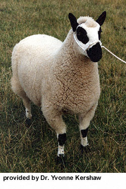 A Kerry Hill sheep with black spots around the nose and eyes.
