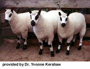 Three Kerry Hill sheep standing in a pen.