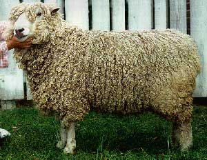 A Leicester Longwool standing in the grass.