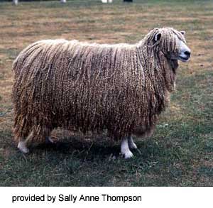 A shaggy Leicester Longwool standing in the grass.