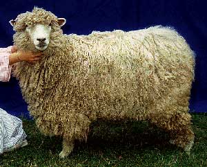 A Leicester Longwool sheep covered with long wool.