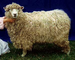 Leicester Longwool Sheep Breeders Association - Longwool role