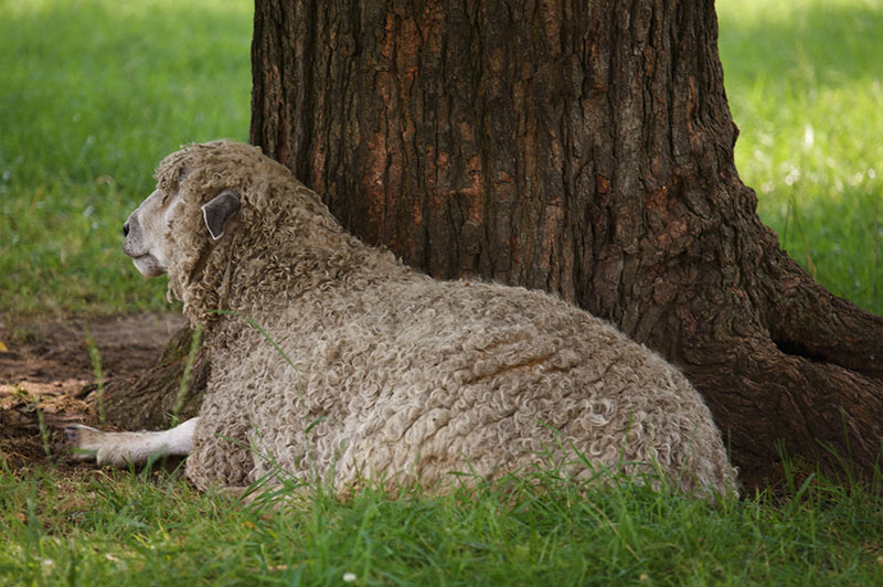 A Leicester Longwool sheep laying against a tree.