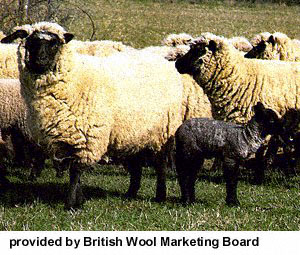 A herd of Llanwenog sheep with lambs standing in a field of grass.