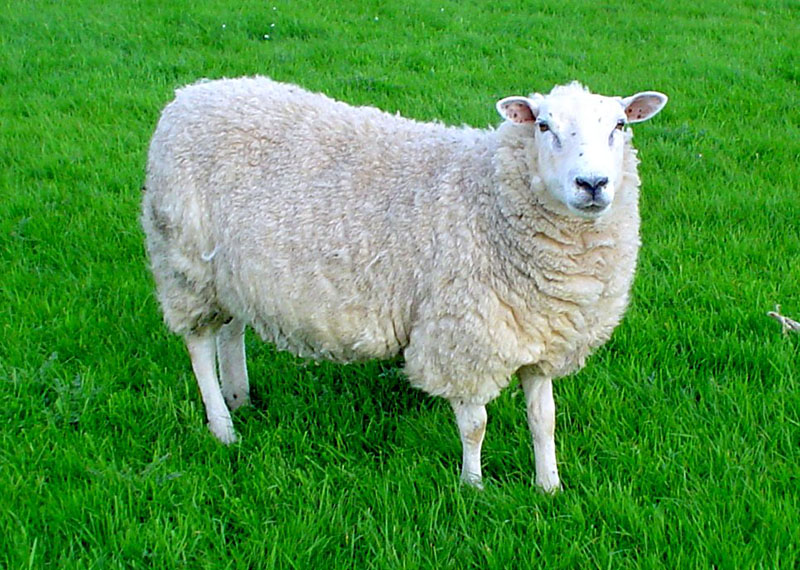 A fluffy Lleyn sheep standing in the grass.