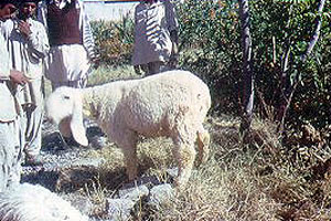 A white Lohi sheep with long floppy ears.