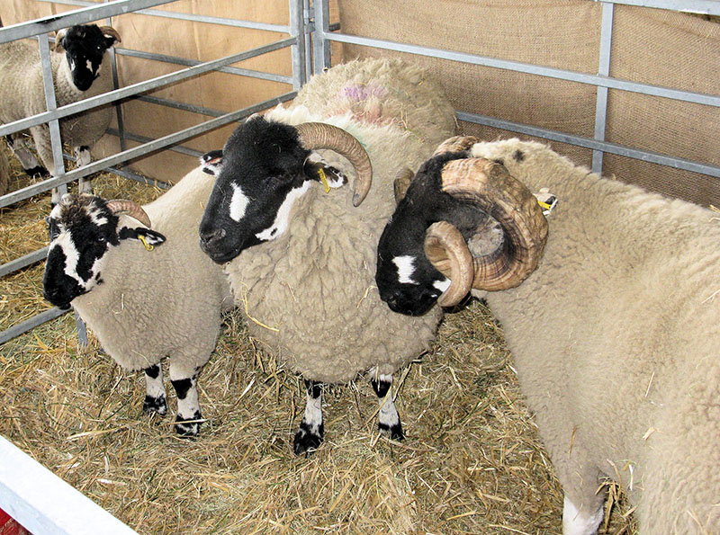 A group of Lonk sheep with black and white faces and long curled horns.
