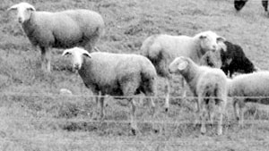 A herd of Luzein sheep in a pasture.