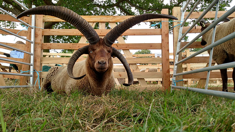 A Manx Loaghtan sheep with four long horns.