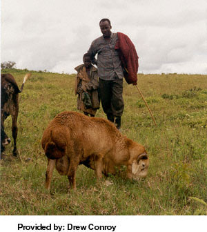 A brown Masai sheep eating grass.