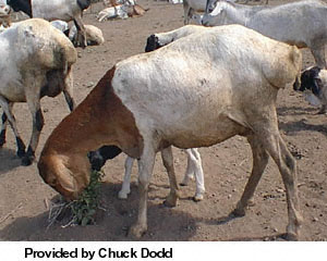 A white and brown Masai sheep eating a weed.