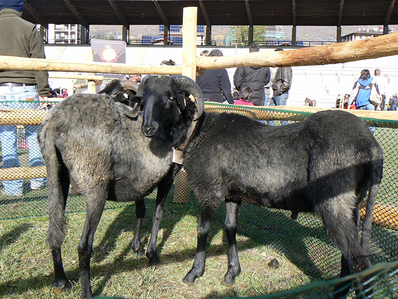 Two black Massese sheep in a pen.