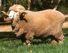 A stout Medium Wool Merino sheep standing in the grass.