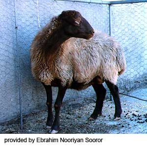A brown Mehbran sheep in a pen.