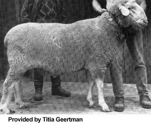 A large Merinolandschaf sheep.