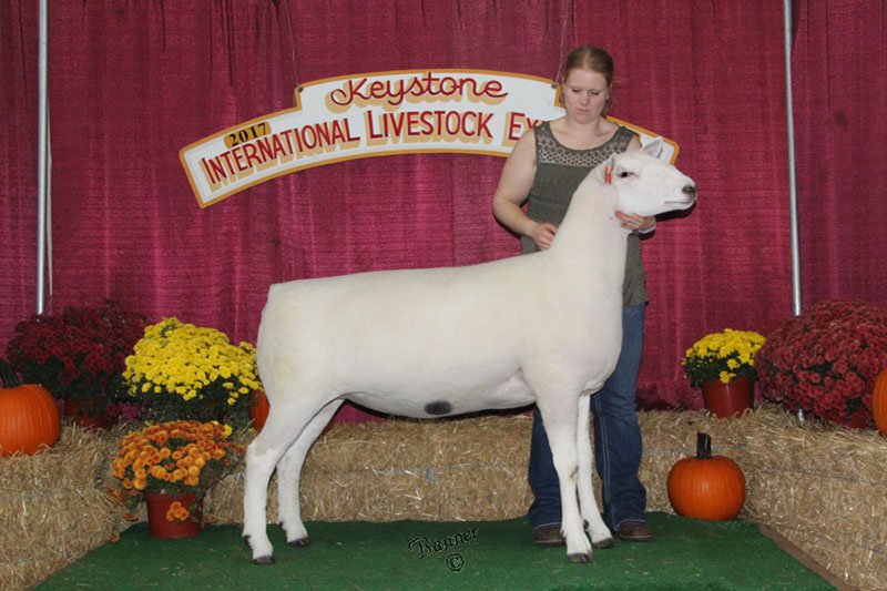 A white Montadale sheep in a show pen.