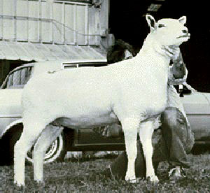 A white Montdale sheep.