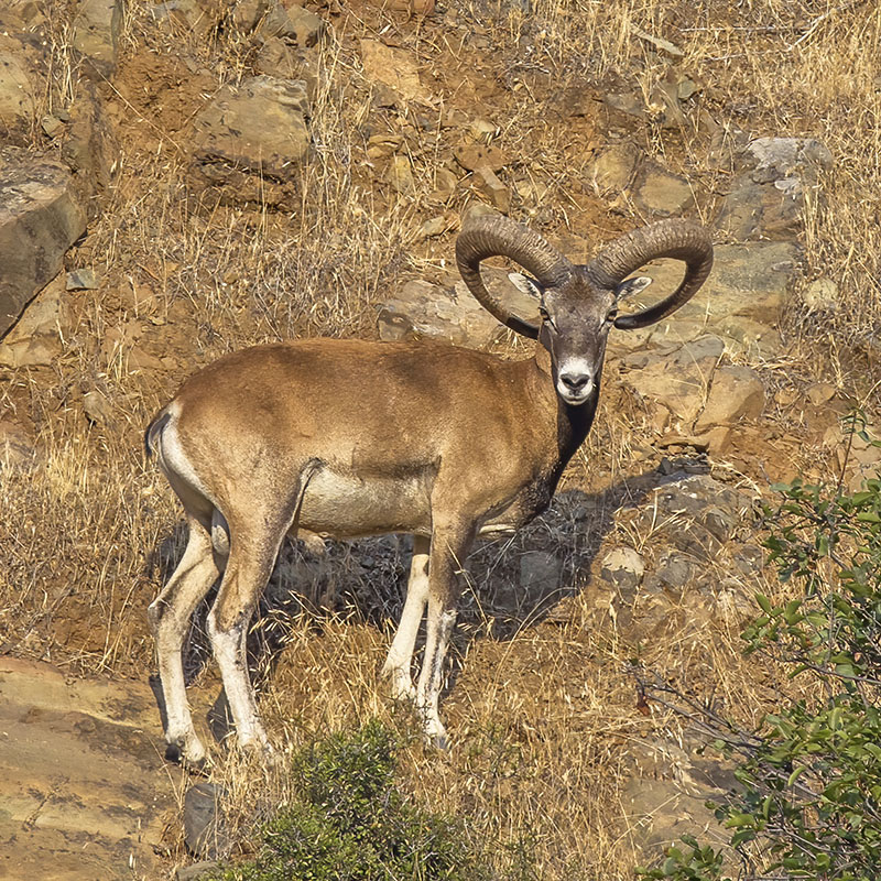 A reddish-brown Mouflon sheep with long, curved horns.