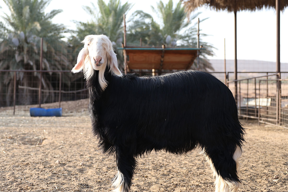 One Najdi sheep with a white head and a black fleece standing proudly.