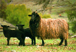 A brown and black Navajo Churro sheep with two black lambs.