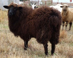 A dark brown Navajo Churro sheep standing in the grass.