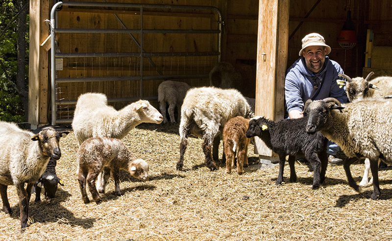 A herd of multicolored Navajo Churro sheep.