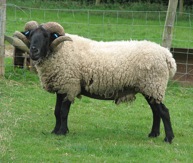 A white and black Norfolk Horn sheep with long, curled horns.