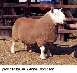 A white, stout North Country Cheviot sheep in a pen.