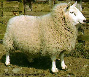 A fluffy, white North Country Cheviot sheep.
