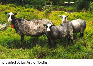 A group of three gray Norwegian Fur sheep.