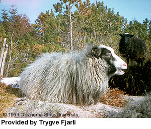 A long-wooled Old Norwegian sheep laying down.