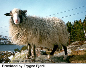 A gray and white Old Norwegian with long wool sheep standing on a rock.